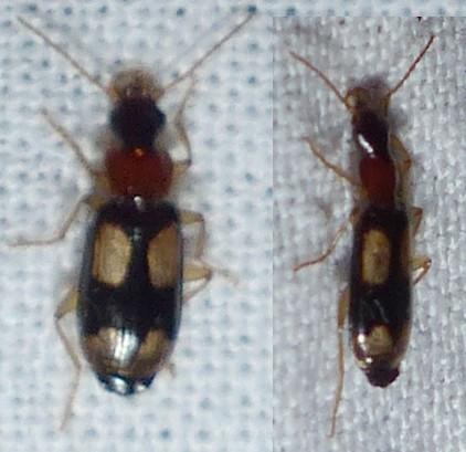 Réf. 155 473 : Dromius quadrimaculatus