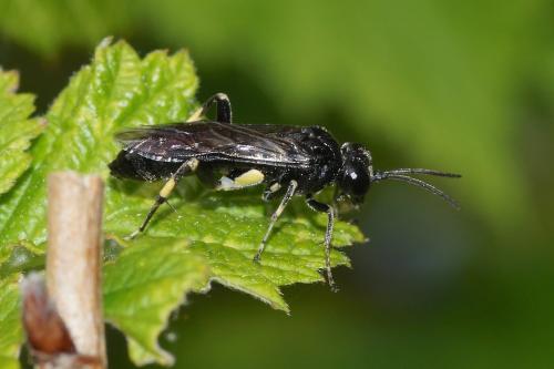 Réf. 155 593 : Macrophya ribis