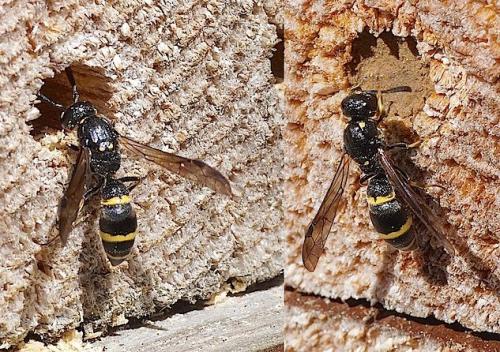 Réf. 155 047 : Symmorphus sp.