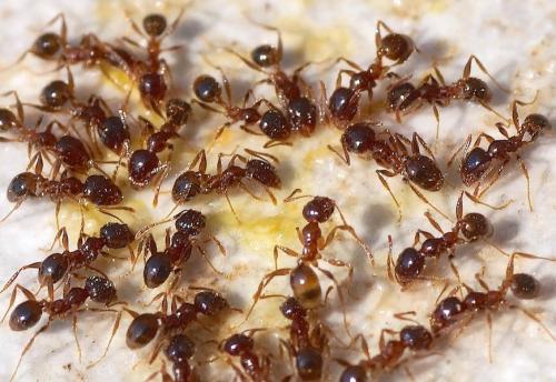 Réf. 155 598 : Pheidole pallidula
