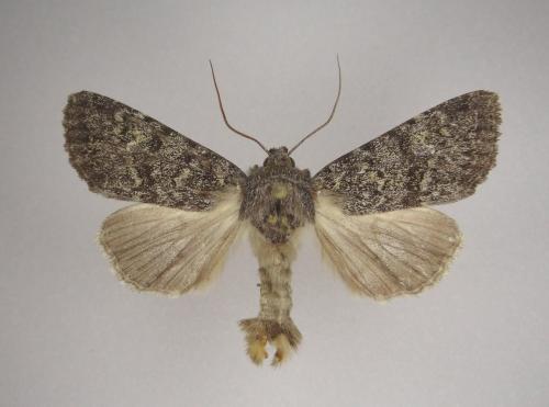 Réf. 155 043 : Apamea sp.
