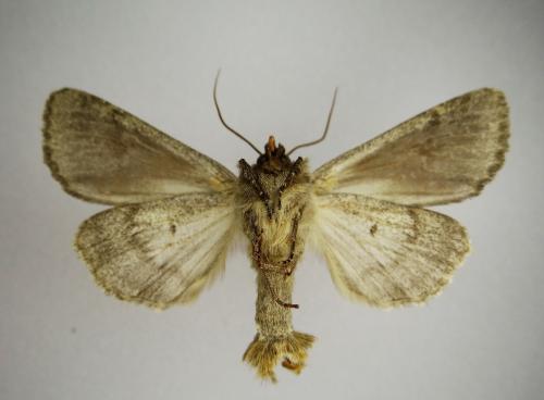 Réf. 155 044 : Apamea sp.