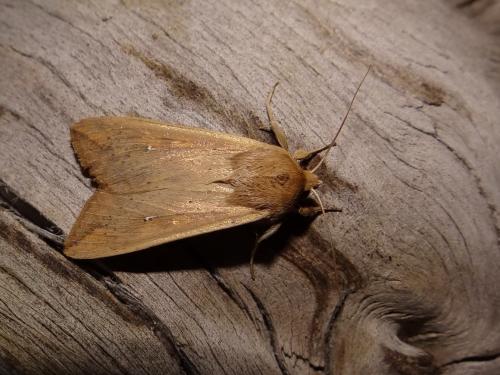 Mythimna unipuncta