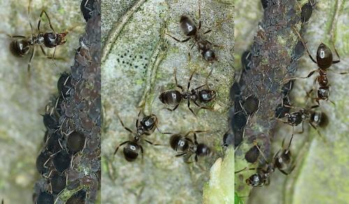 Lasius sp.