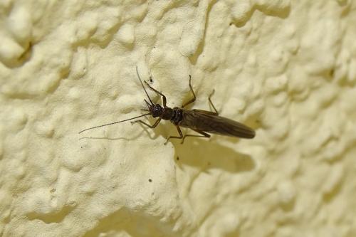 Leuctra sp.