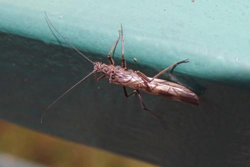 Réf. 155 811 : Taeniopteryx sp.