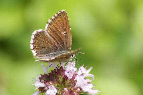 Réf. 155 623 : Polyommatus coridon