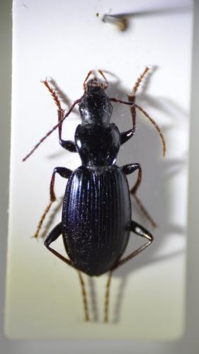 Laemostenus terricola