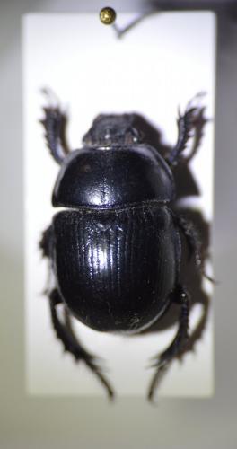 Anoplotrupes stercorosus