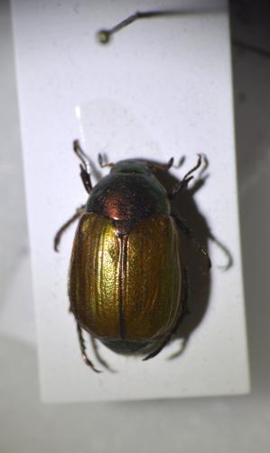 Réf. 155 493 : Anomala dubia
