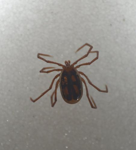 Eschatocephalus vespertilionis