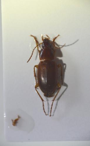 Réf. 155 980 : Calathus mollis