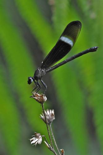 Réf. 155 097 : Euphaea refulgens