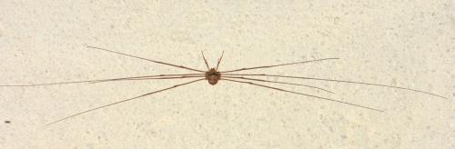 Dicranopalpus ramosus