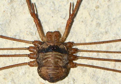 Réf. 155 152 : Dicranopalpus ramosus