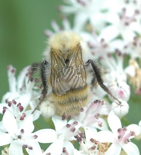 Bombus pascuorum