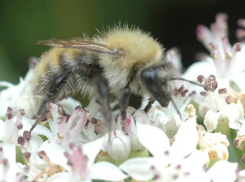 Réf. 155 755 : Bombus pascuorum