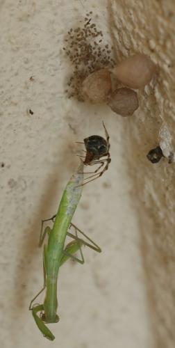 Parasteatoda tepidariorum