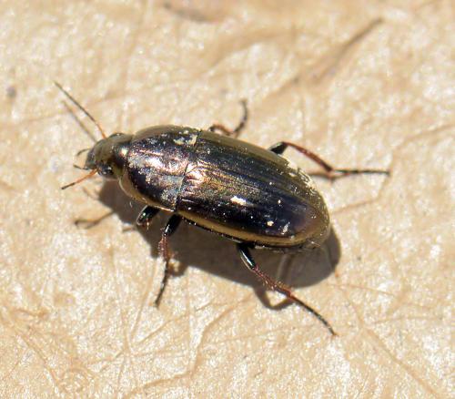 Amara aenea