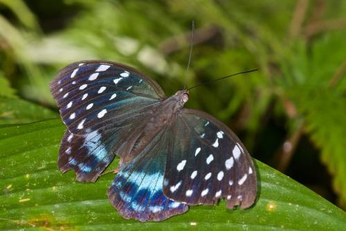 Lexias satrapes