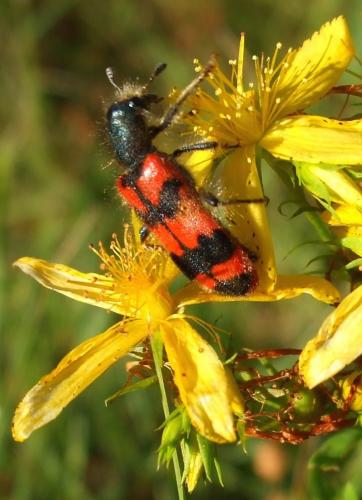 Réf. 155 656 : Trichodes alvearius