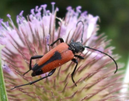 Réf. 155 132 : Stictoleptura cordigera