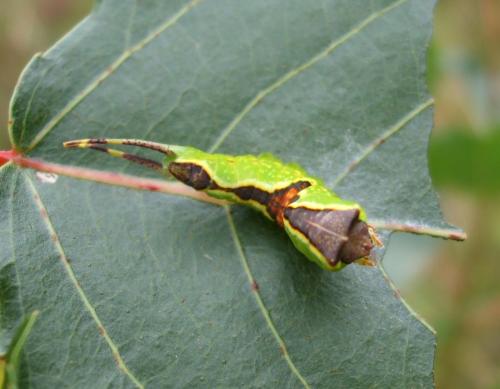 Furcula sp.