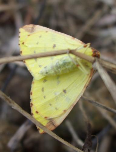 Réf. 155 194 : Opisthograptis luteolata