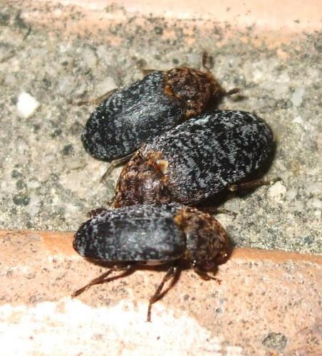 Réf. 155 252 : Dermestes undulatus