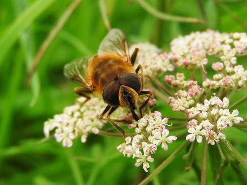 Eristalis tenax