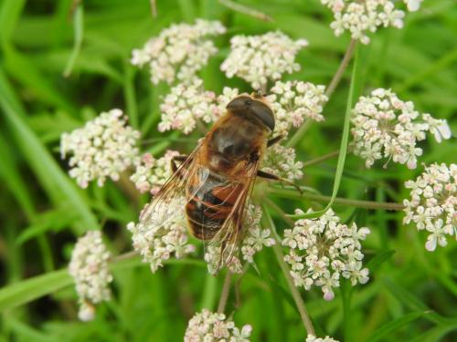 Eristalis tenax