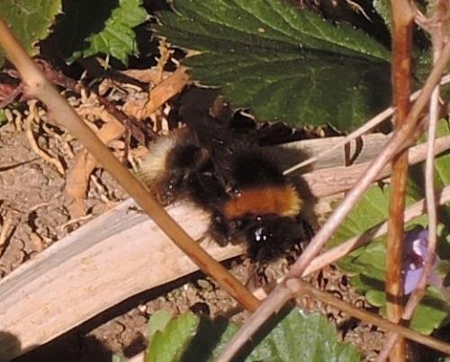 Bombus sylvestris