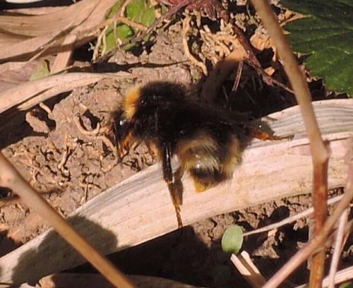 Bombus sylvestris
