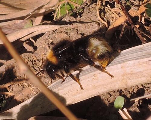 Bombus sylvestris