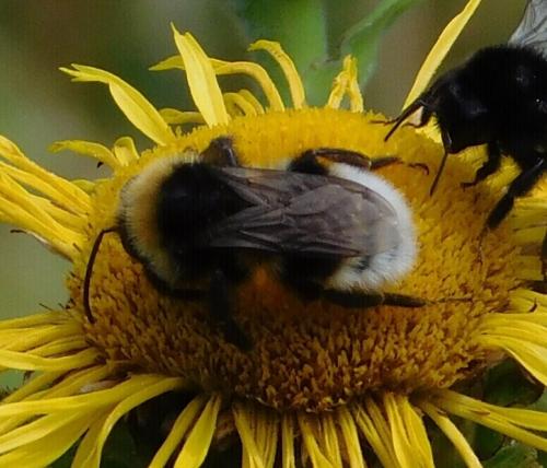 Réf. 155 576 : Bombus vestalis
