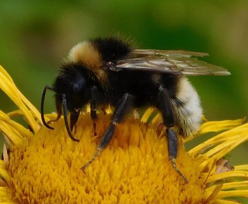 Réf. 155 577 : Bombus vestalis