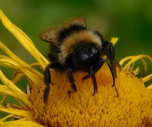 Bombus vestalis