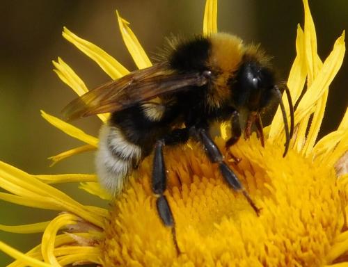 Bombus vestalis