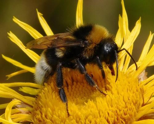 Réf. 155 575 : Bombus vestalis