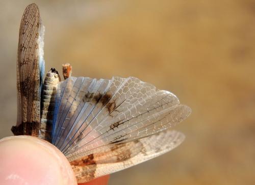 Sphingonotus morini