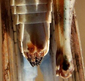 Sphingonotus morini