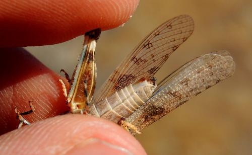 Sphingonotus morini