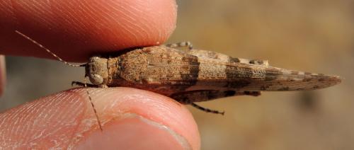 Sphingonotus morini
