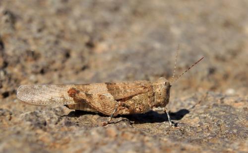 Sphingonotus morini