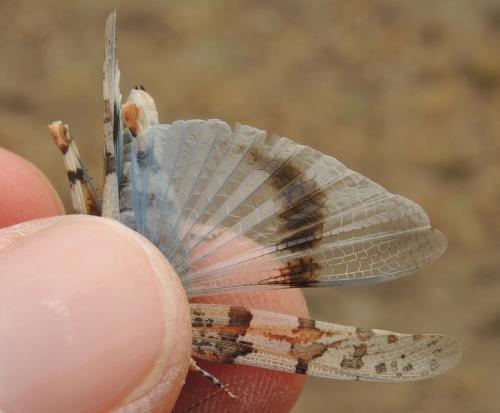 Réf. 155 627 : Sphingonotus almeriense