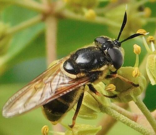 Callicera aurata