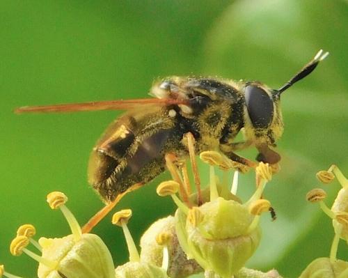 Callicera aurata