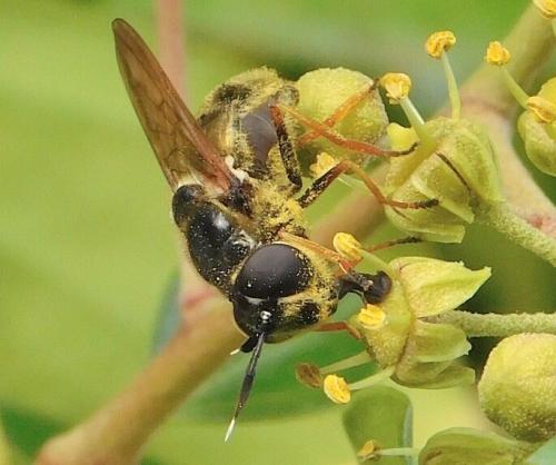 Callicera aurata