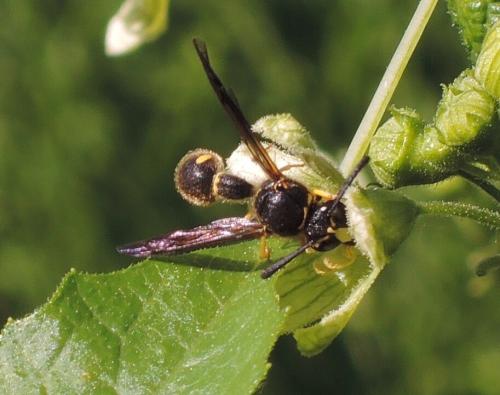 Eumenes sp.