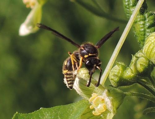 Eumenes sp.